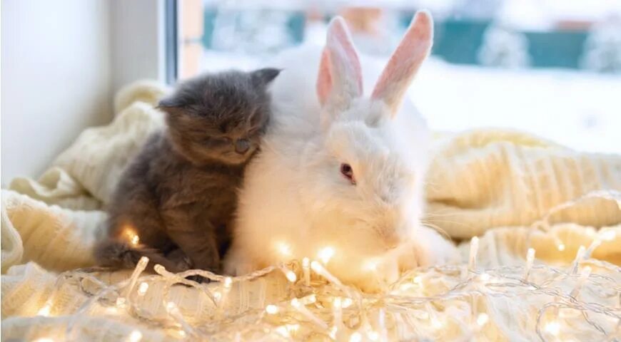 Кролик новый год. Кот и кролик. Много кроликов. Кот и кролик новогодние. Кролик года жизни