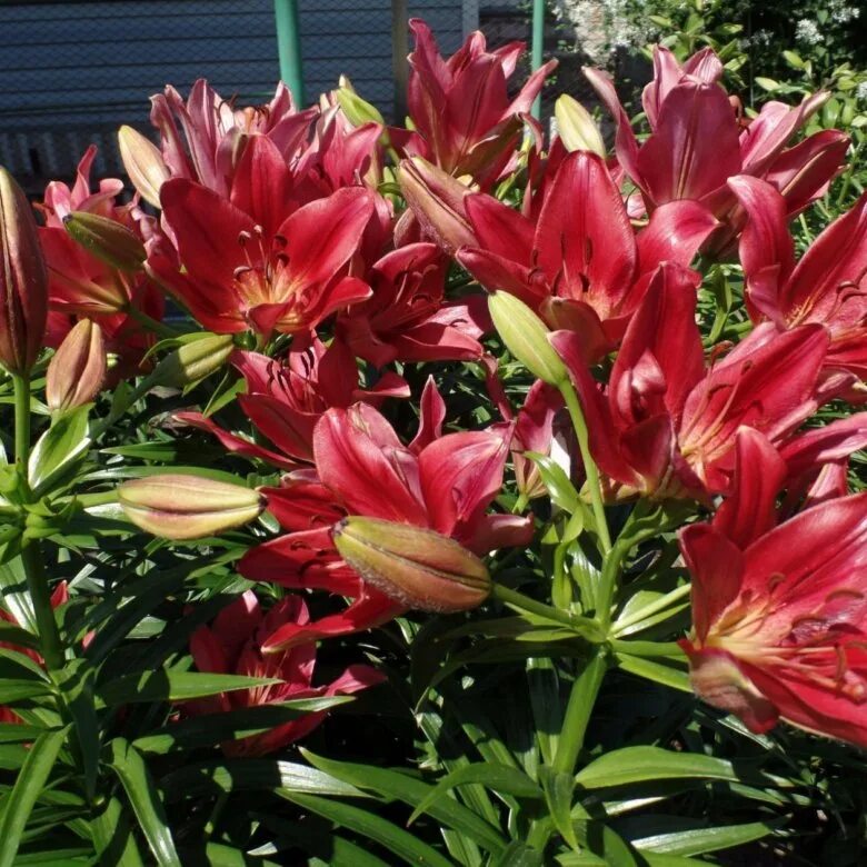 лилии недорого луковицы. лилия гибрид бонбини. лилии недорого луковицы. лилии голландские сорта. )).