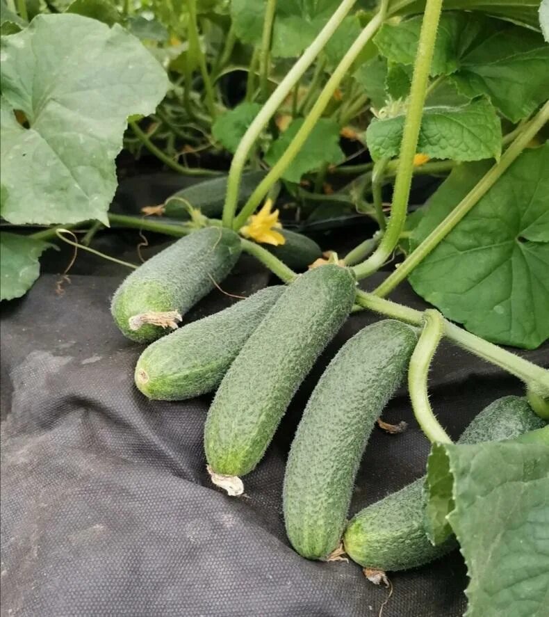 популярные сорта кабачков для урала. кабачки для подмосковья лучшие сорта открытого грунта. кабачки для подмосковья лучшие сорта открытого грунта. кабачок аполлон f1. сорта кабачков арал.