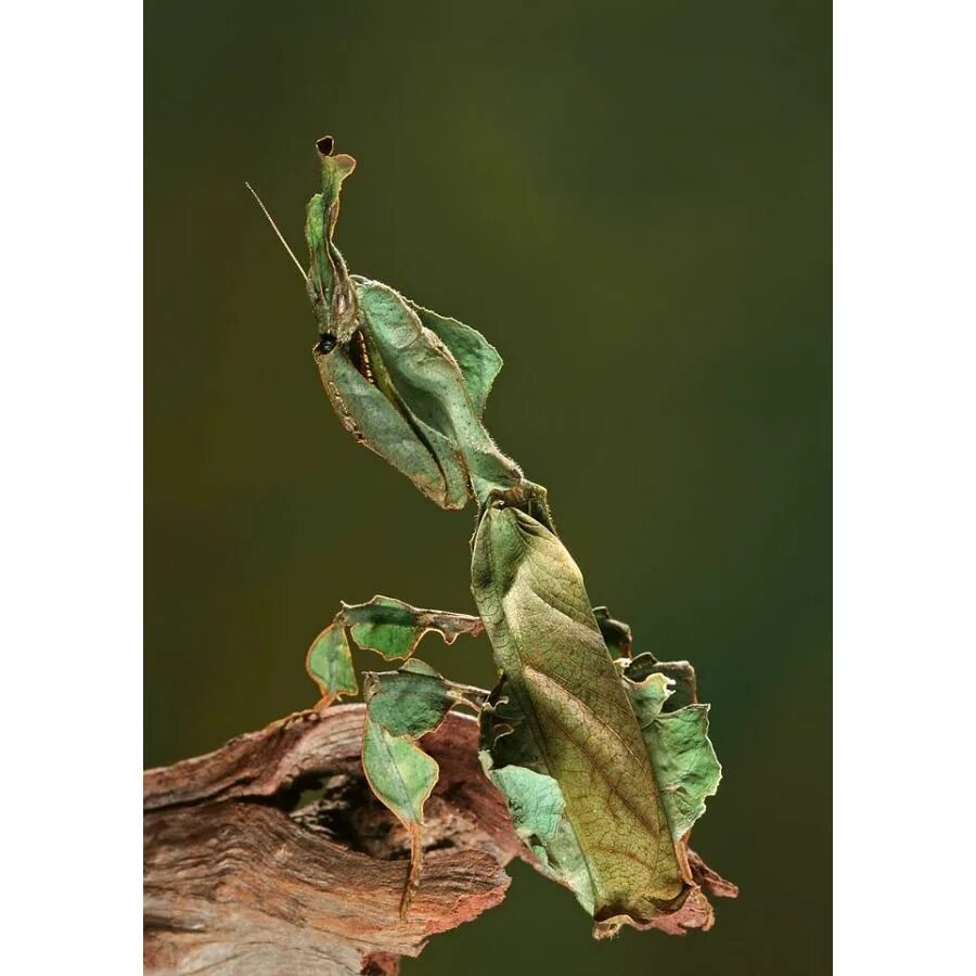 Богомол призрак. Богомол Phyllocrania paradoxa. Phyllo paradoxa богомол. Малазийский богомол-призрак.