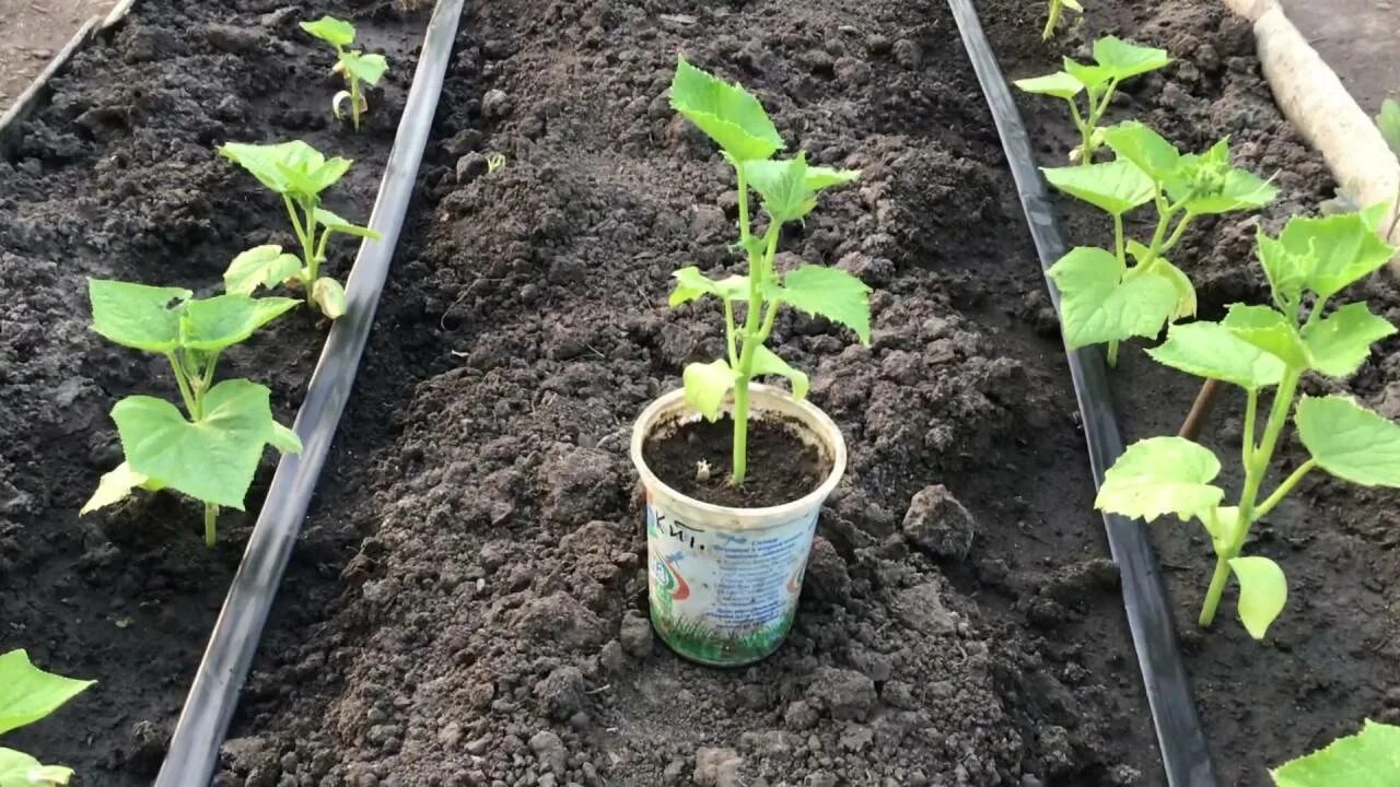 Можно ли заглублять рассаду огурцов при пересадке. Высаживание рассады огурцов. Теплица огурец рассада. Посадка огурцов в открытый грунт рассадой. Высаживаем рассаду огурцов.