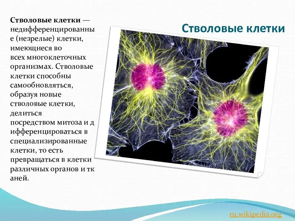 Сколько стволовых клеток. Эмбриональные стволовые клетки. Специализированные клетки. Стволовые клетки презентация. Применение стволовых клеток.