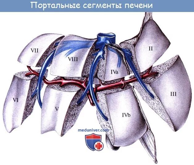 6 7 сегмент печени. Трубчатые системы печени. сегментарная ножка печени. 4 сегмент печени. сегментарные вены печени.
