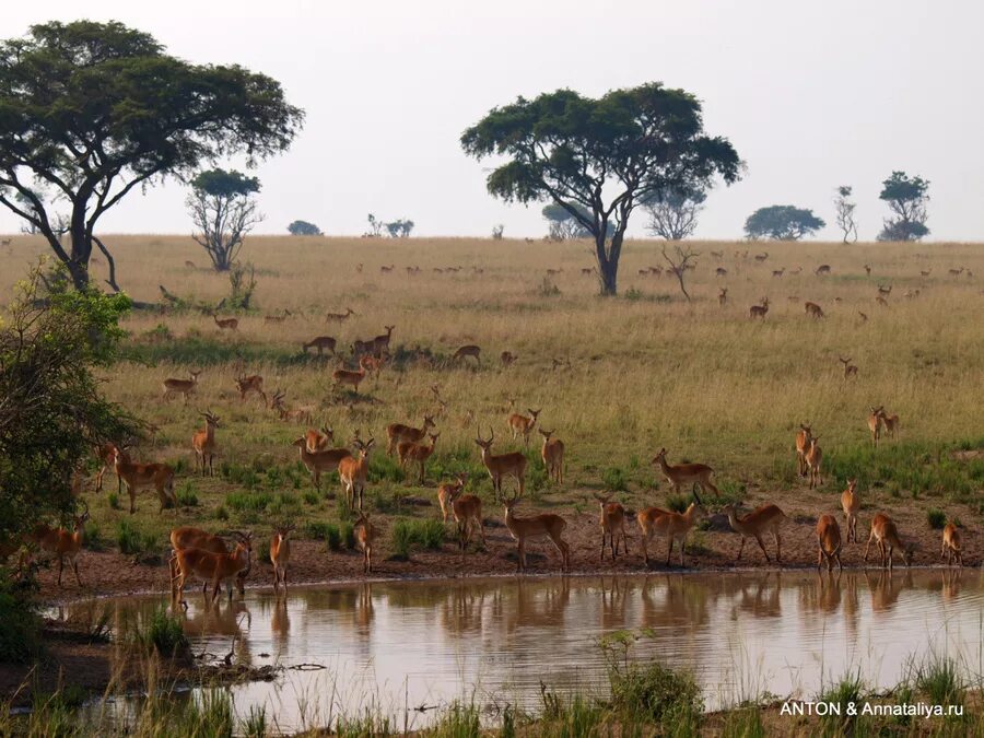 река саван. река саван. река африке лимпопо оранжевая. река саван. река саван.