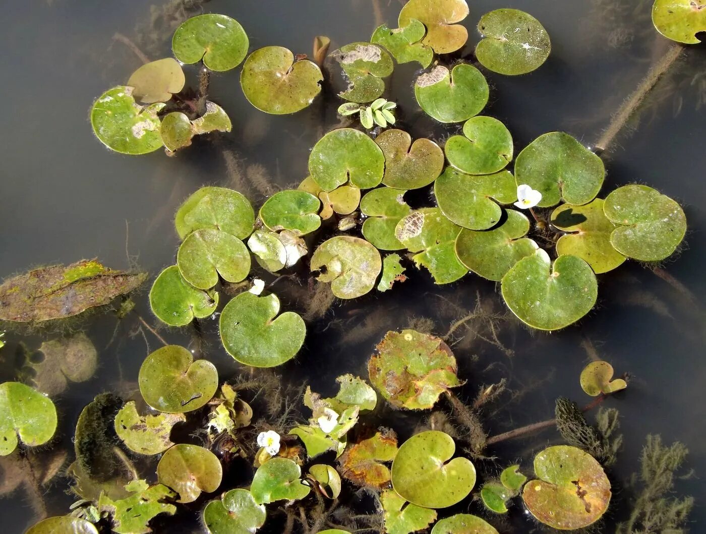 Водокрас обыкновенный. Водокрас Лягушачий. Водокрас Лягушачий (Hydrocharis morsus-Ranae). Водокрас аквариумное растение.