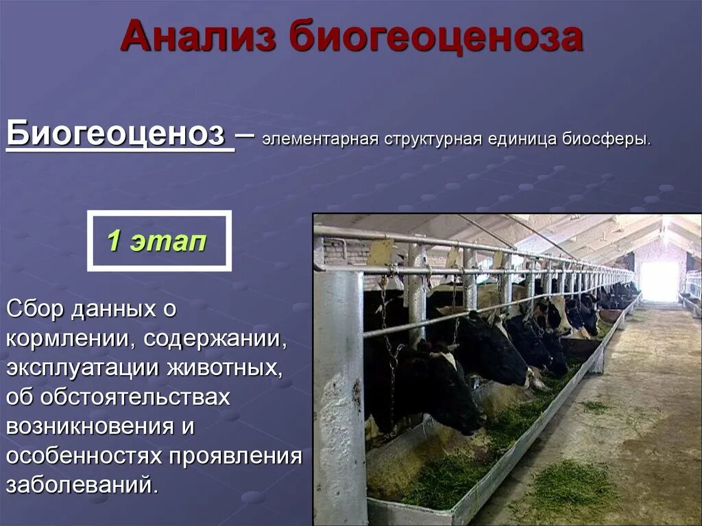 Единицей биосферы является. Биогеоценоз элементарная структурная единица биосферы. элементарна структура единица биосферы. эксплуатация животных это определение. что является элементарной единицей биосферы.