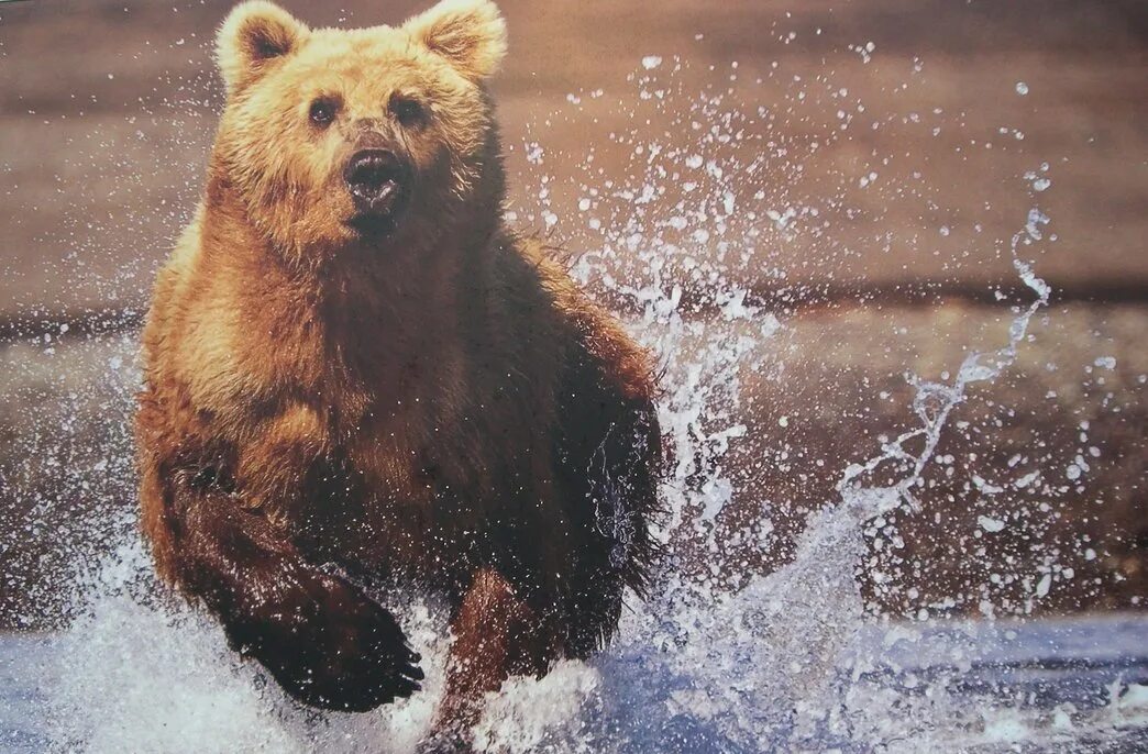 Медведь бежит. Медведь убегает. Скорость медведя. Грозный медведь.