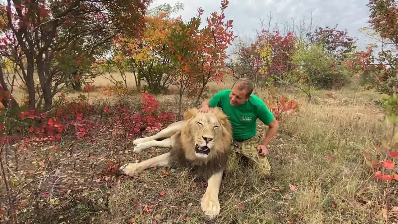 Тайган последние видео сегодня с татьяной алексагиной