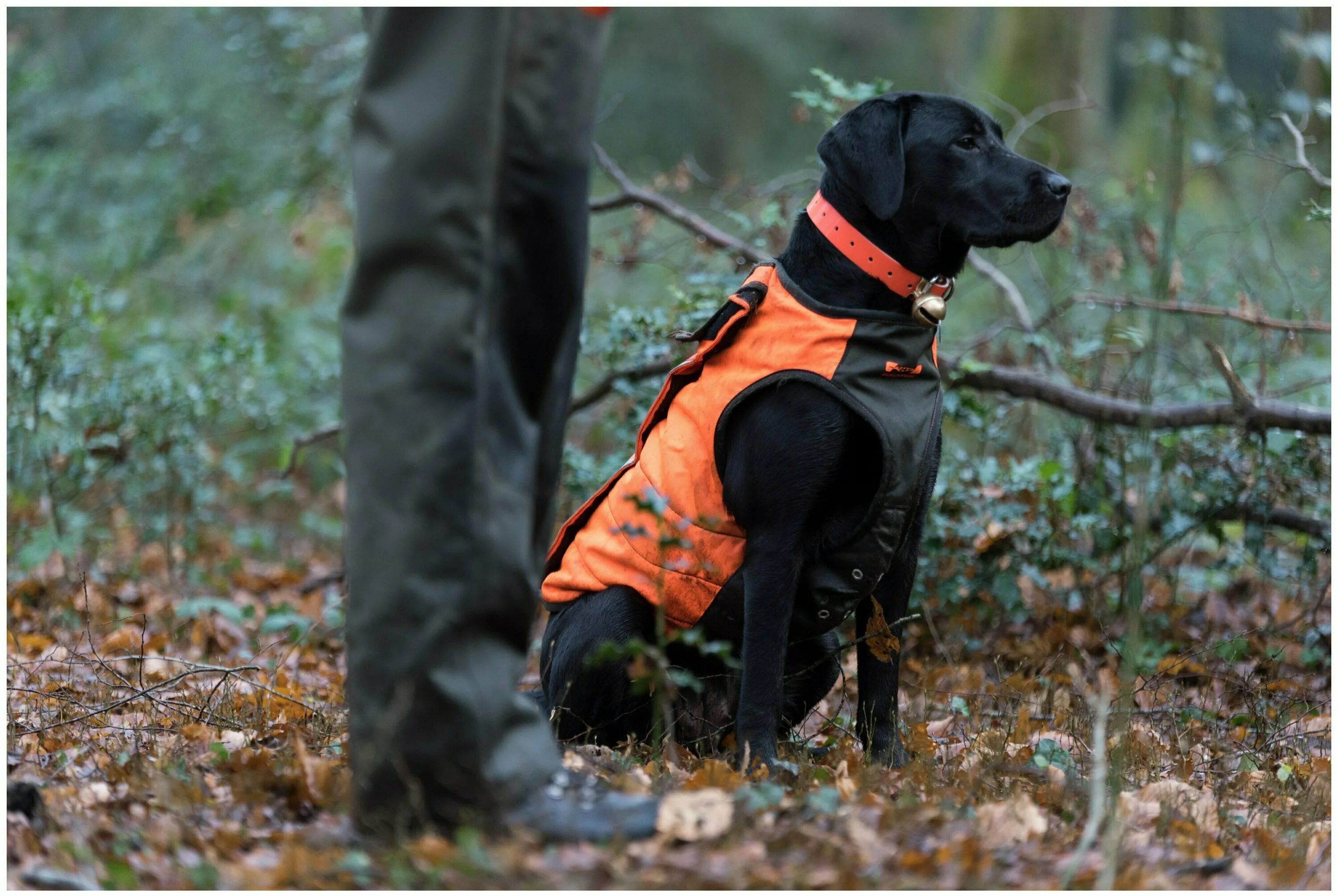 английский сеттер собака. охотничьи псы дорама. охотничьи псы дорама 2023. собака охотничья. охотник с собакой.