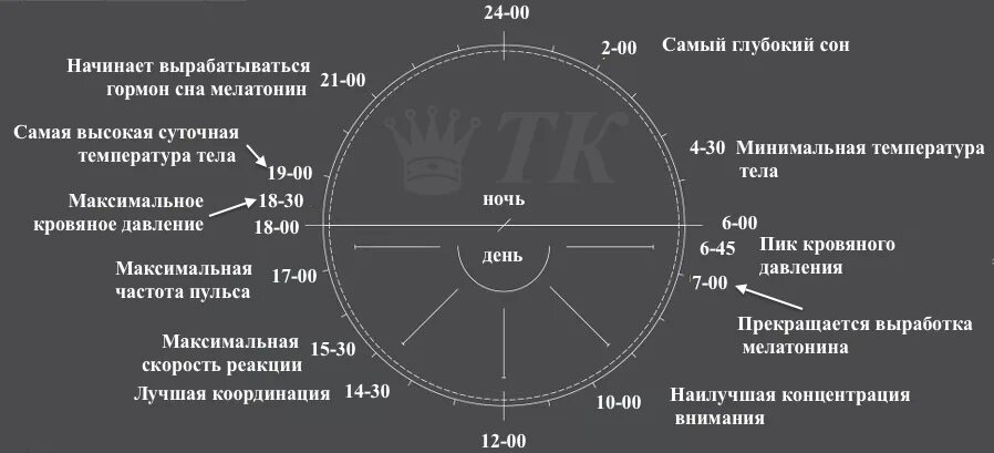 Сколько надо выработать. Таблица сна циркадные биоритмы. Биологические часы. Циркадные биологические ритмы. Суточные биологические ритмы.