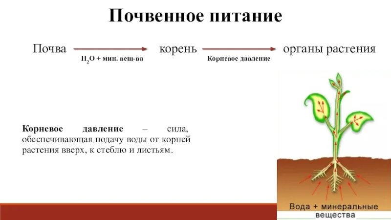 Корень и Корневое питание растений. Почвенное питание растений Корневое питание, Корневое давление. Вывод корень это орган растения. Всасывание воды из почвы корнями,. Растения обеспечивают жизнь другим растениям потому что