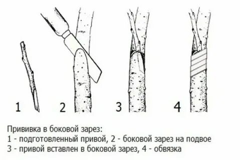 Сколько привить