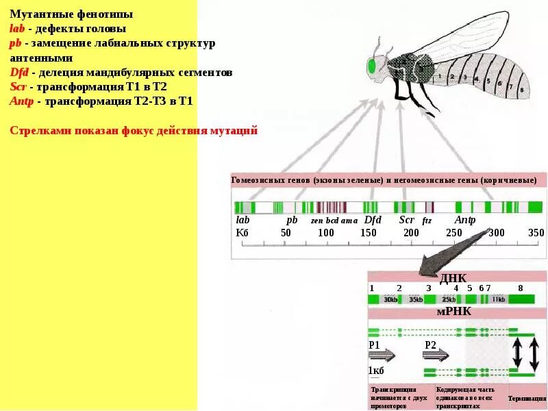 Таблица сравнения нормальных и мутантных форм дрозофил. Размер генома дрозофилы. Зиготические гены дрозофилы. Gap гены дрозофилы. Гомеозисные гены дрозофилы.