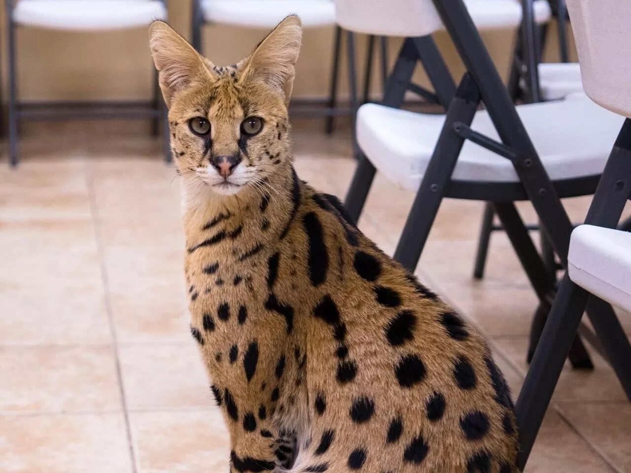 Largest cat