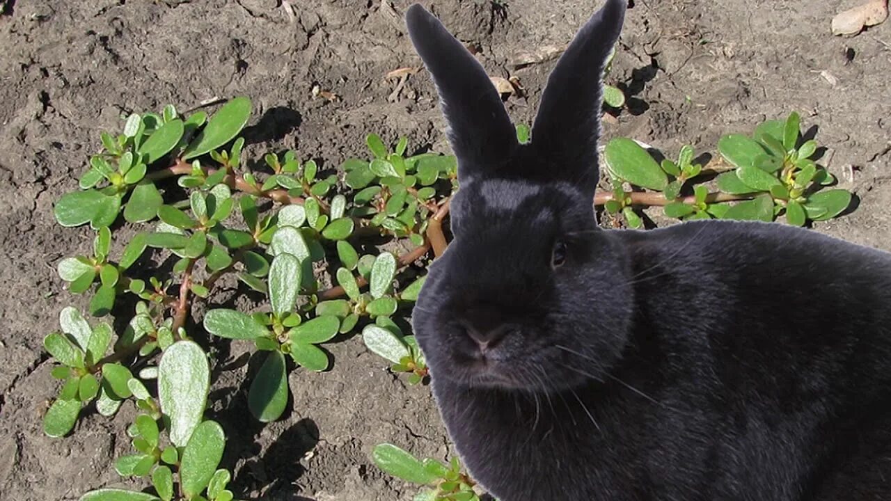 Кроликам можно клубнику. Кролик Буряк. Кролик в свекле. Кролик в траве. Кроличья трава бордовая.