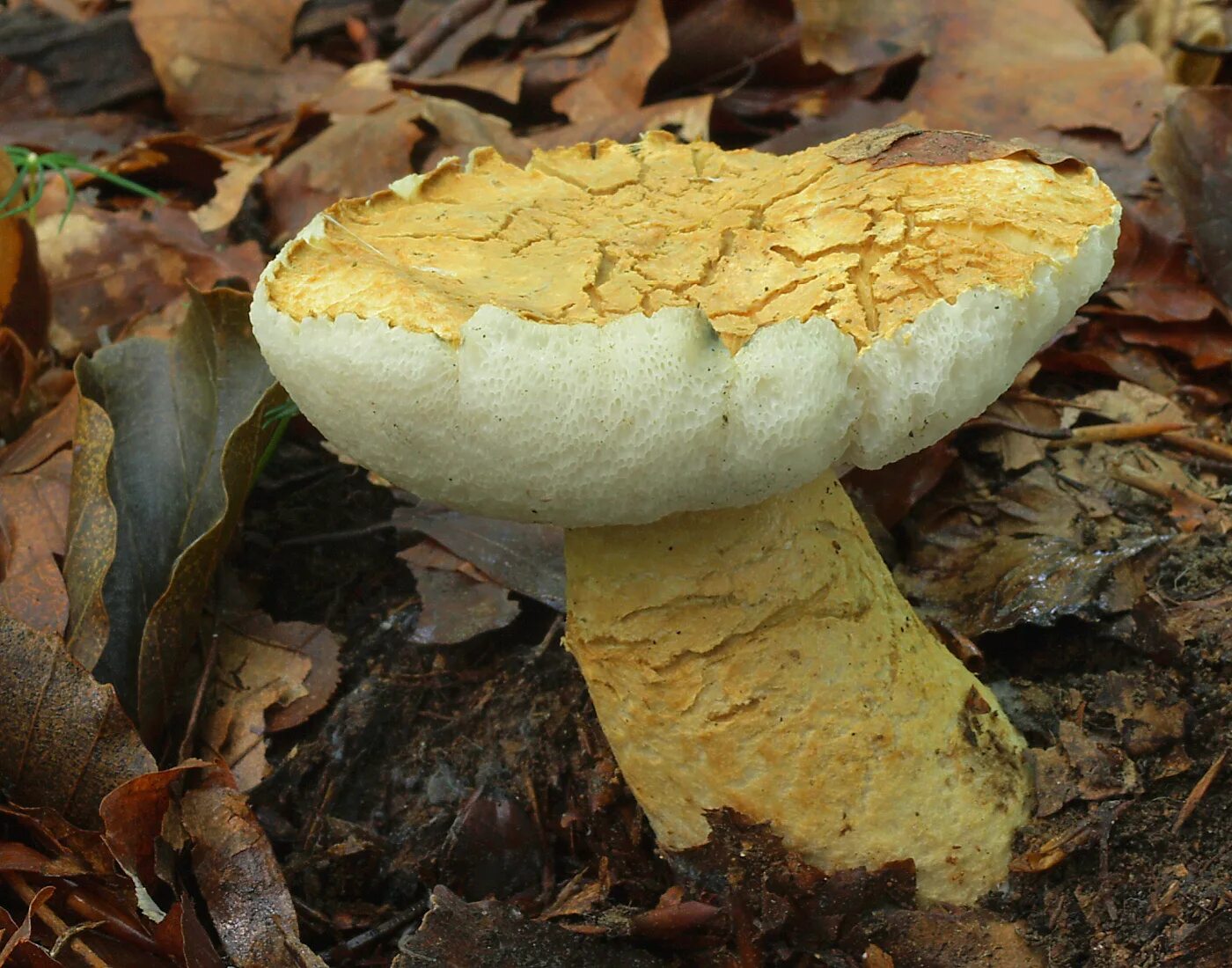 Синеющий гриб. Гиропорус синеющий (gyroporus cyanescens). гриб синяк гиропорус. гриб гиропорус синеющий. гиропор синеющий, синяк.