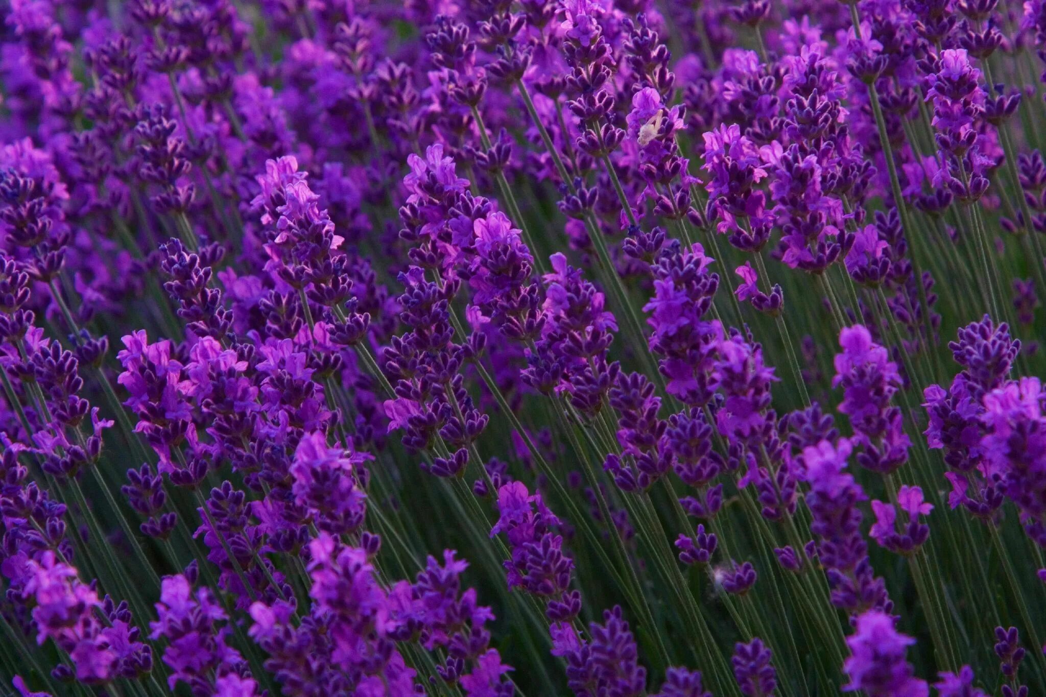 Цветы фиолетового цвета названия и фото. Лаванда Lavandula Folgate. Полевой цветок Медовник сиреневый. Лаванда Услада. Лаванда горный Алтай.