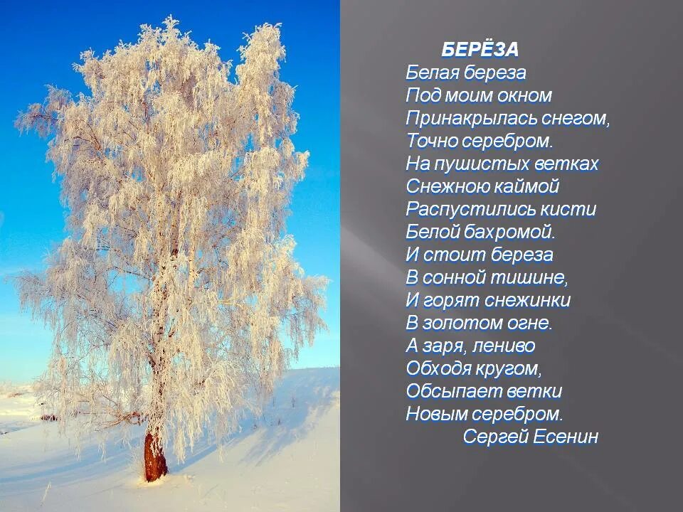 Белая береза Есенина. Белая берёза стих. Произведение Есенина береза.