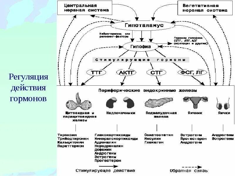 Что такое гормональная регуляция кратко. Схема эндокринной регуляции. схема регуляции эндокринных желез. общая схема гормональной регуляции. регуляция синтеза и секреции гормонов в организме.