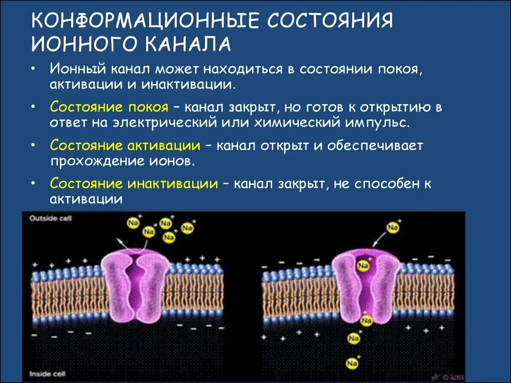 Состояния ионных каналов. Механизмы активации ионных каналов. Строение ионного канала. Воротный механизм ионных каналов. Инактивация ионных каналов.