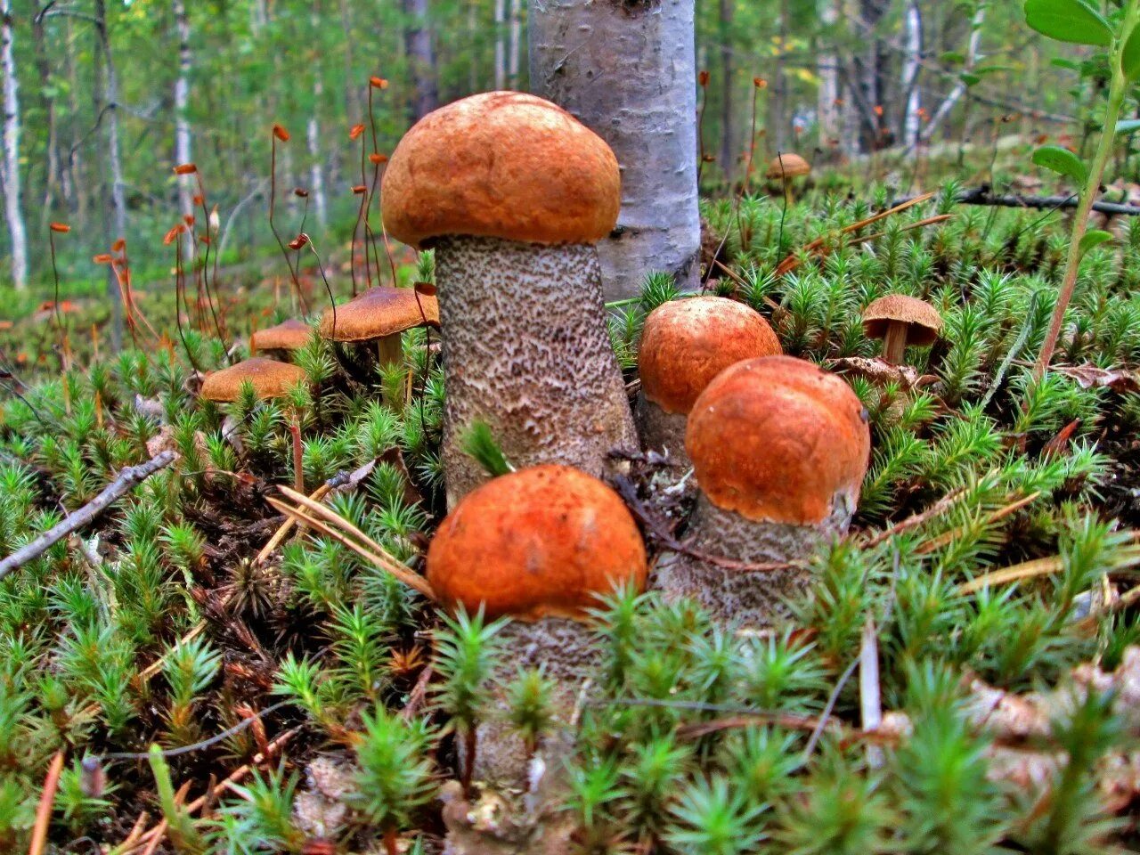 Поляна подосиновиков. Боровики красноголовики. Поляна подосиновиков и белых грибов. Подосиновик гриб Поляна. Рыжики и подосиновики