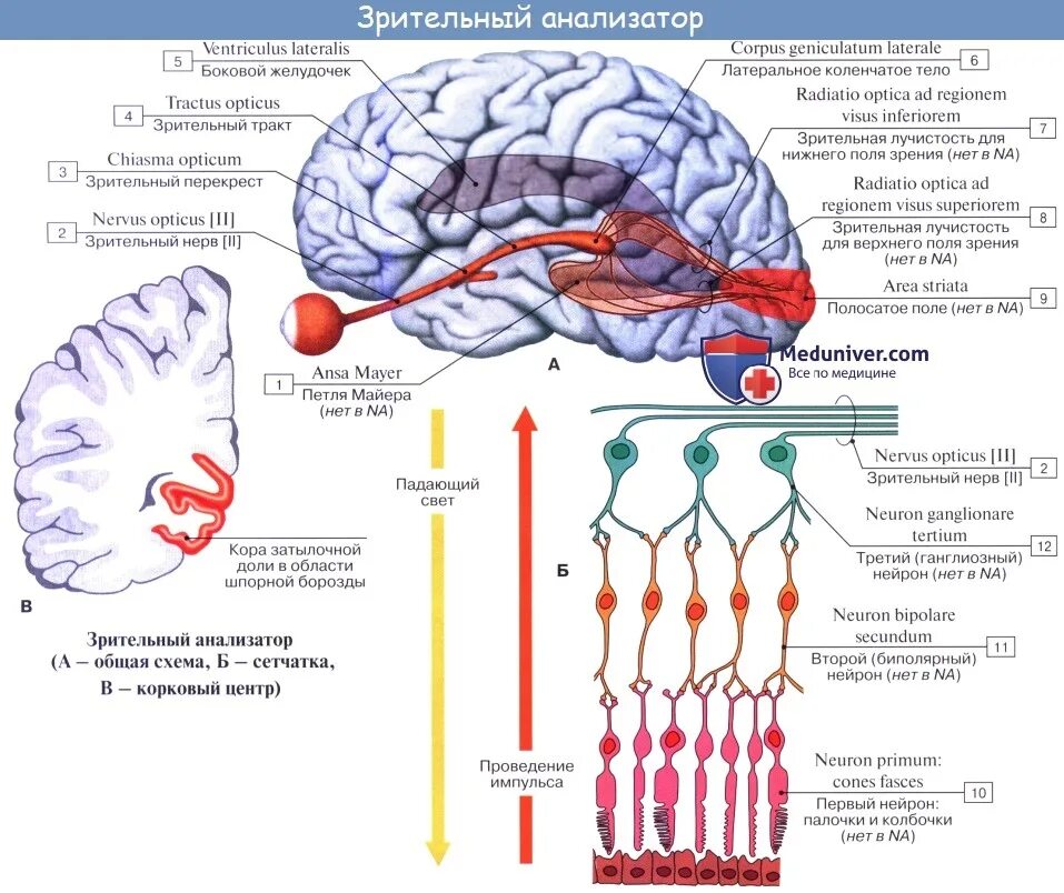 Путь зрительного анализатора анатомия схема. Схема передачи импульса зрительного анализатора. Проводящие пути зрительного анализатора схема. Схему проводящих путей зрительной сенсорной системы. Переработка информации в зрительной коре