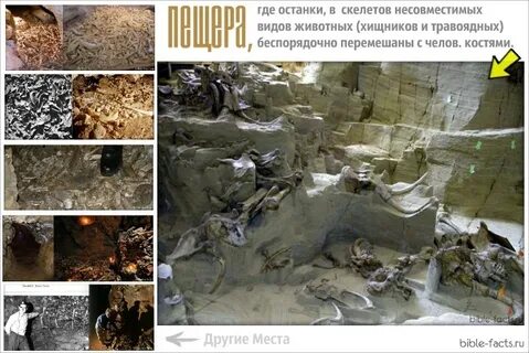 Если бы книгам угрожал всемирный потоп впр
