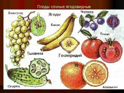 Плоды какая ткань