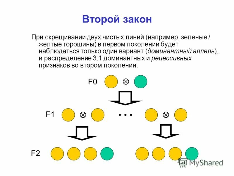 Чистая линия – потомство, полученное в результате. Схема 2 закона менделя по биологии. При скрещивании двух гомозиготных организмов. Аавв это чистая линия. Первый закон менделя закон единообразия гибридов первого поколения.