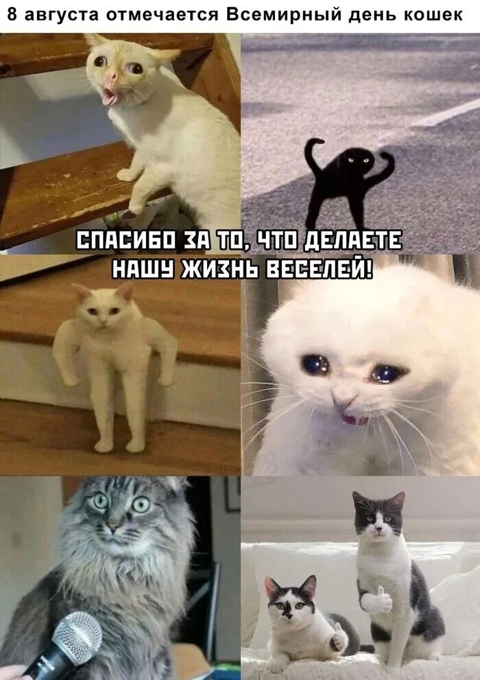 Мемы про котят. Мемы с кошками. Мем с котклм. Кот Мем. Мем ПРОСКОТА.
