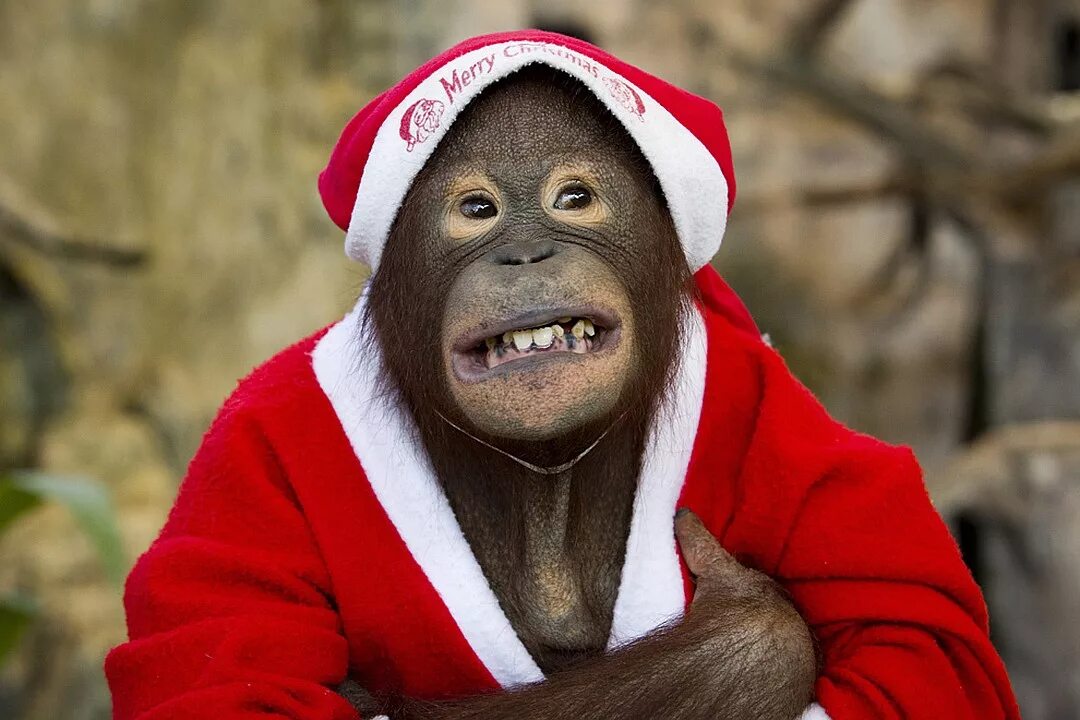 Новый год обезьян. Обезьяна в новогодней шапке. Обезьяна в костюме Деда Мороза. Новогодняя мартышка. Обезьяна в шапке Деда Мороза.