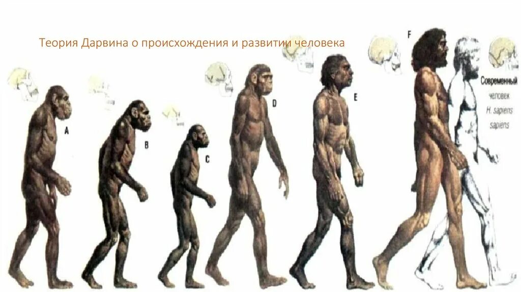 Хомо сапиенс сколько лет существует. Эволюция человека Дарвина цепочка. Теория Дарвина о эволюции человека. Этапы эволюции человека Дарвин. Цепочка происхождения человека.