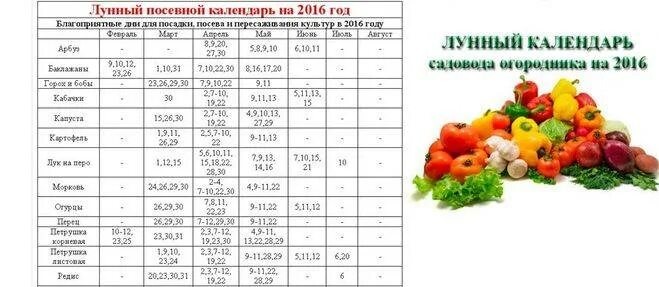 Когда можно сажать перец по лунному календарю. Лунный календарь на март посевной для рассады томатов. Календарь для посадки рассады томатов и перцев. Лунный календарь для посадки помидор. Благоприятные дни для посадки капусты.
