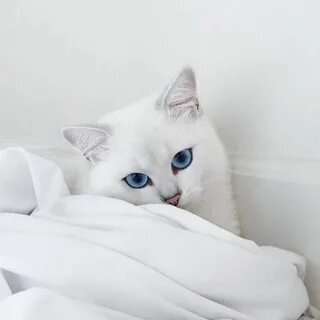 Красивая белая кошечка
