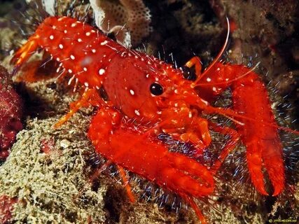 Ракообразные моря