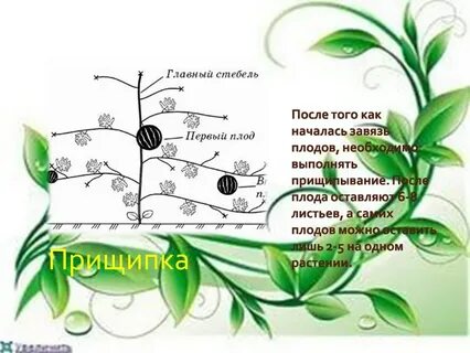 Формирование тыквы в открытом грунте схема