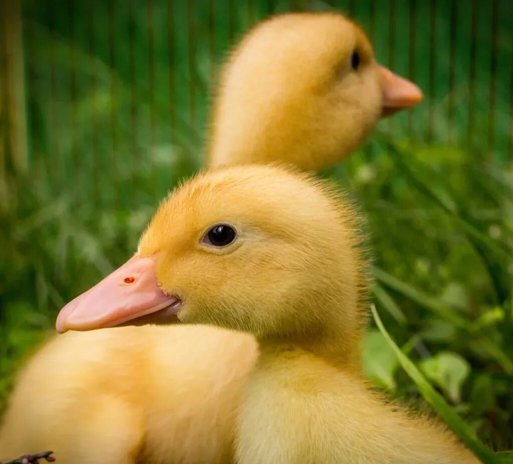 Утка черри фото. Утята породы черри велли. Утка черри фото. Утка черри велли. Утка черри фото.