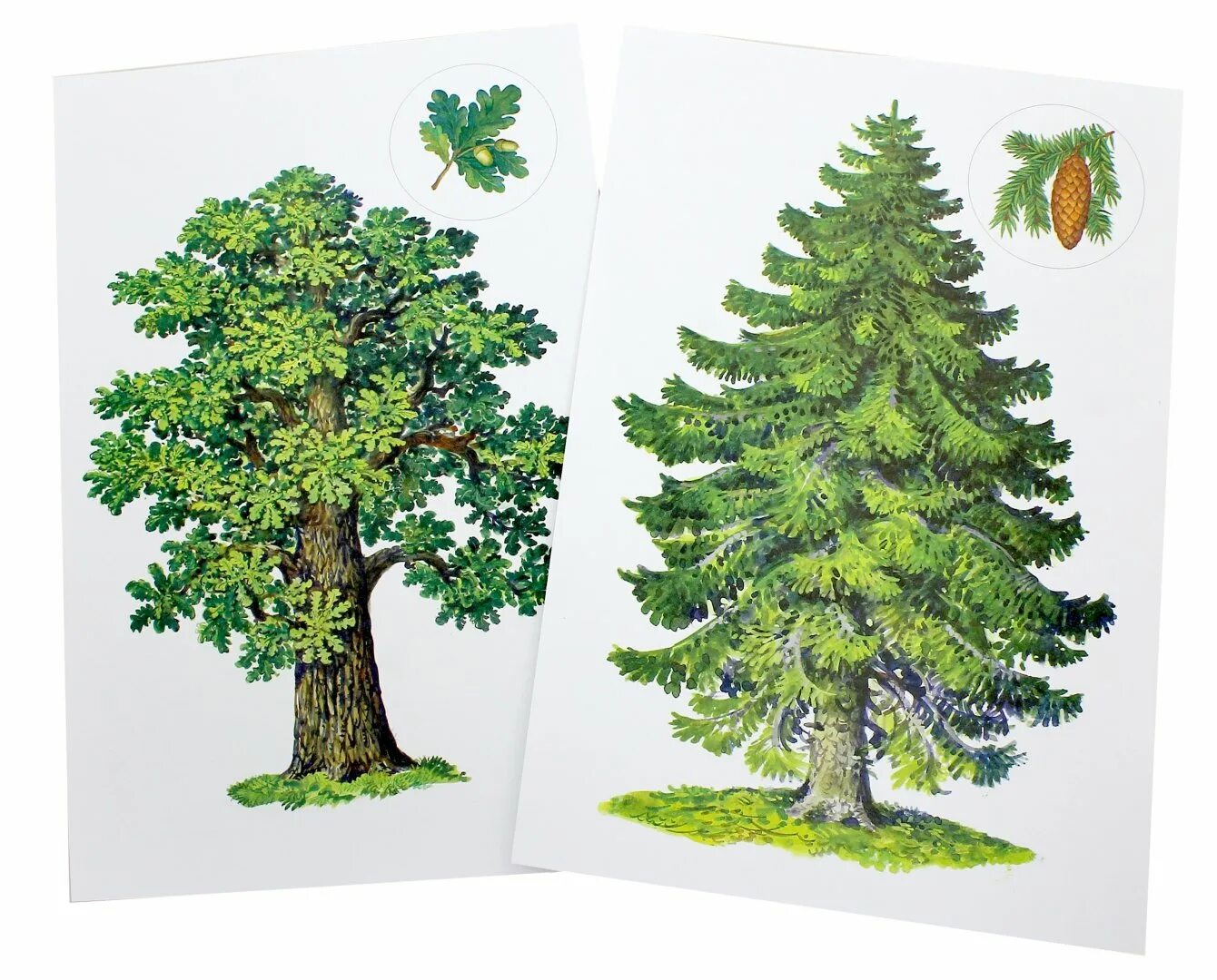 Ель хвойное дуб. Дерево для детского сада. Деревья для дошкольников. Лесные деревья для детей. Лиственные деревья для дошкольников.