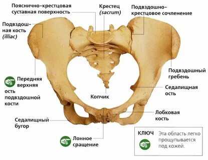Седалищная область