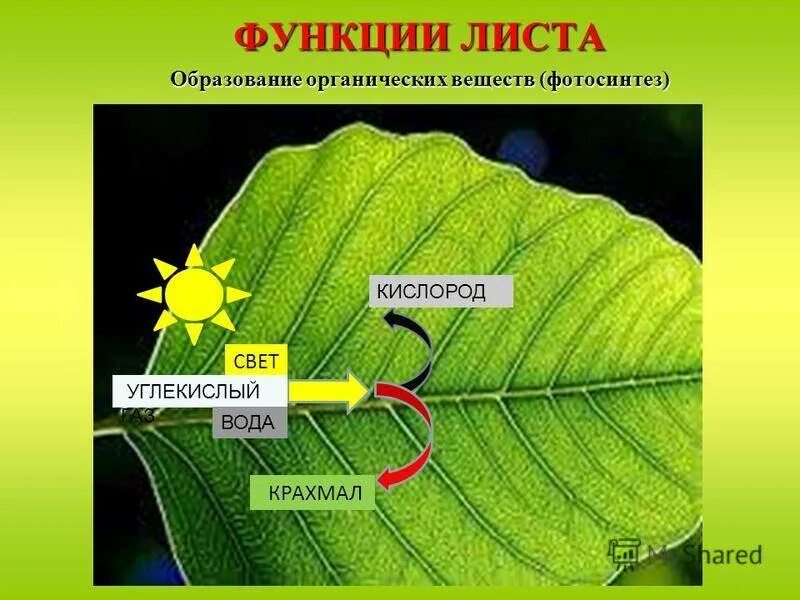 Реутилизируемые элементы питания растений. Схема фотосинтеза у растений. Открытие процесса фотосинтеза. Функции листа. Область какой науки изучает фотосинтез.