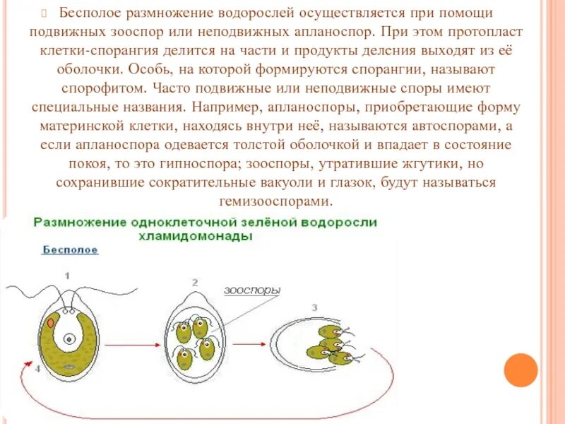 Способы бесполого размножения водорослей. Размножение водорослей бесполое и полое. Бесполое и половое размножение водорослей 5 класс. Бесполое размножение водорослей осуществляется. Водоросли размножаются путем