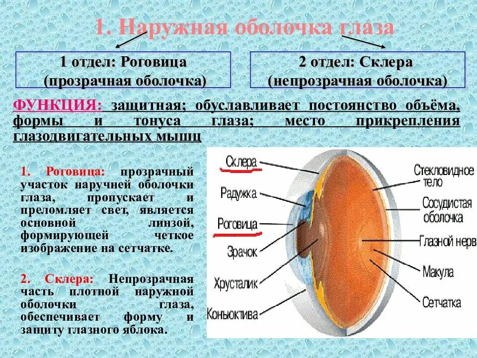 Наружная оболочкаглазногояблоко. Строение наружной оболочки глазного яблока. Внешняя оболочка глаза. Наружная оболочка состоит из. Человек внешняя оболочка