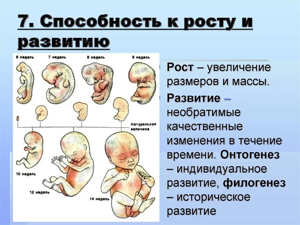 Онтогенез личности. Онтогенез. Индивидуальное развитие. Способность к росту и развитию. Индивидуальное развитие организма онтогенез.