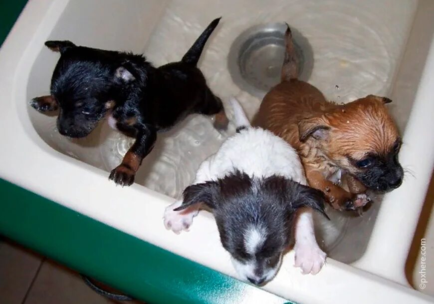 Как купать чихуахуа. Чихуахуа плавает. Чихуахуа купается. Мытье собаки. Чихуахуа купается.