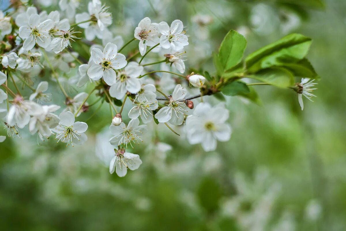 Какие плюсы весны