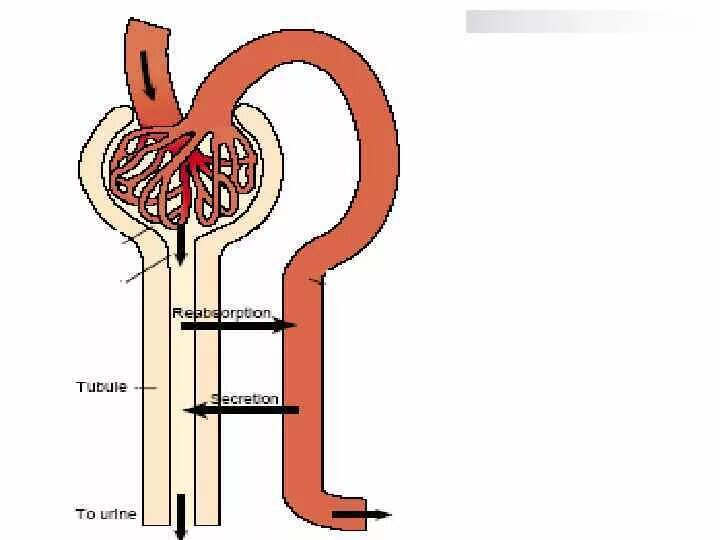 Процесс мочеобразования фильтрация реабсорбция секреция. Почка нефрон биохимия. Процесс мочеобразования рисунок. Строение нефрона почки биохимия. Моча из капсулы нефрона поступает