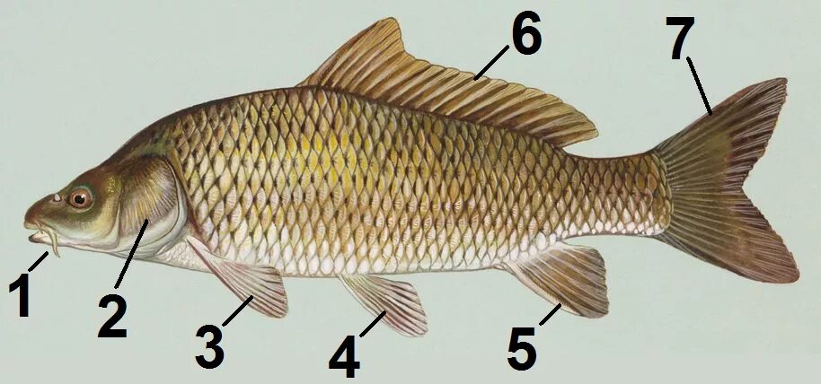 Карп эльб. Сазан (cyprinus carpio). ропшинский карп. сазан (= карп обыкновенный) – cyprinus carpio. амурский сазан.