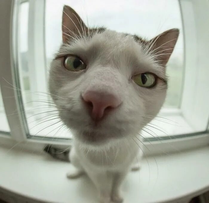 Кошки нюхают носы