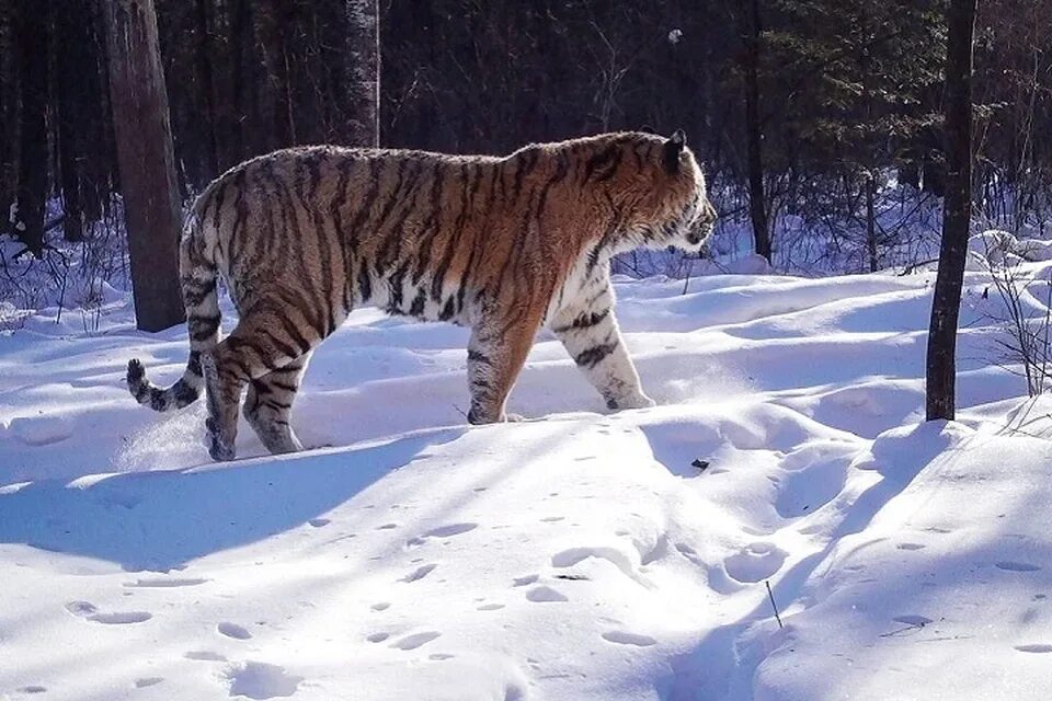 Амурский тигр сейчас