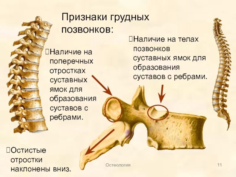 Грудной отдел позвоночника это. Строение остистого отростка позвонка. Грудной позвонок строение позвонка. Грудной отдел позвоночника (12 позвонков) (vertebrae Thoracales). Реберная ямка грудного позвонка.